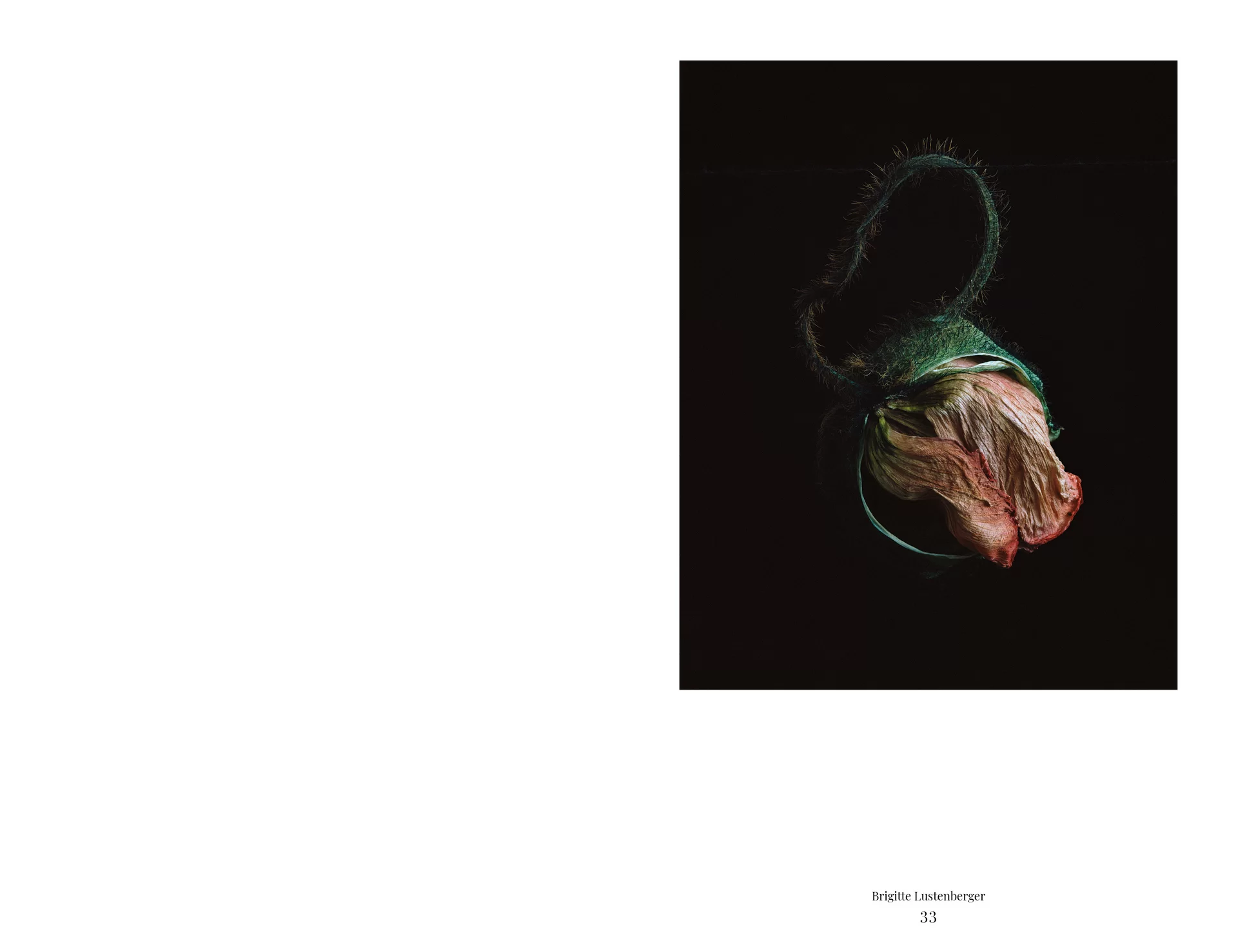 MJR Melanie JeanRichard Blühende Fantasie Mediterran Floristin Blumen Blumenwelt Angepasstes Branding Plakat Cover Print Swiss Grafikdesign Art Direction Creative Direction Fotografie Illustration Bunt Farbig Bildkomposition