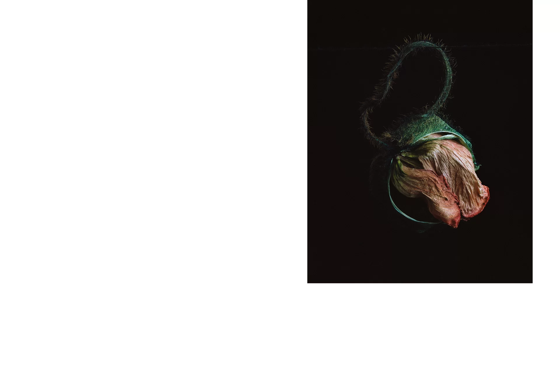 MJR Melanie JeanRichard Blühende Fantasie Mediterran Floristin Blumen Blumenwelt Angepasstes Branding Plakat Cover Print Swiss Grafikdesign Art Direction Creative Direction Fotografie Illustration Bunt Farbig Bildkomposition