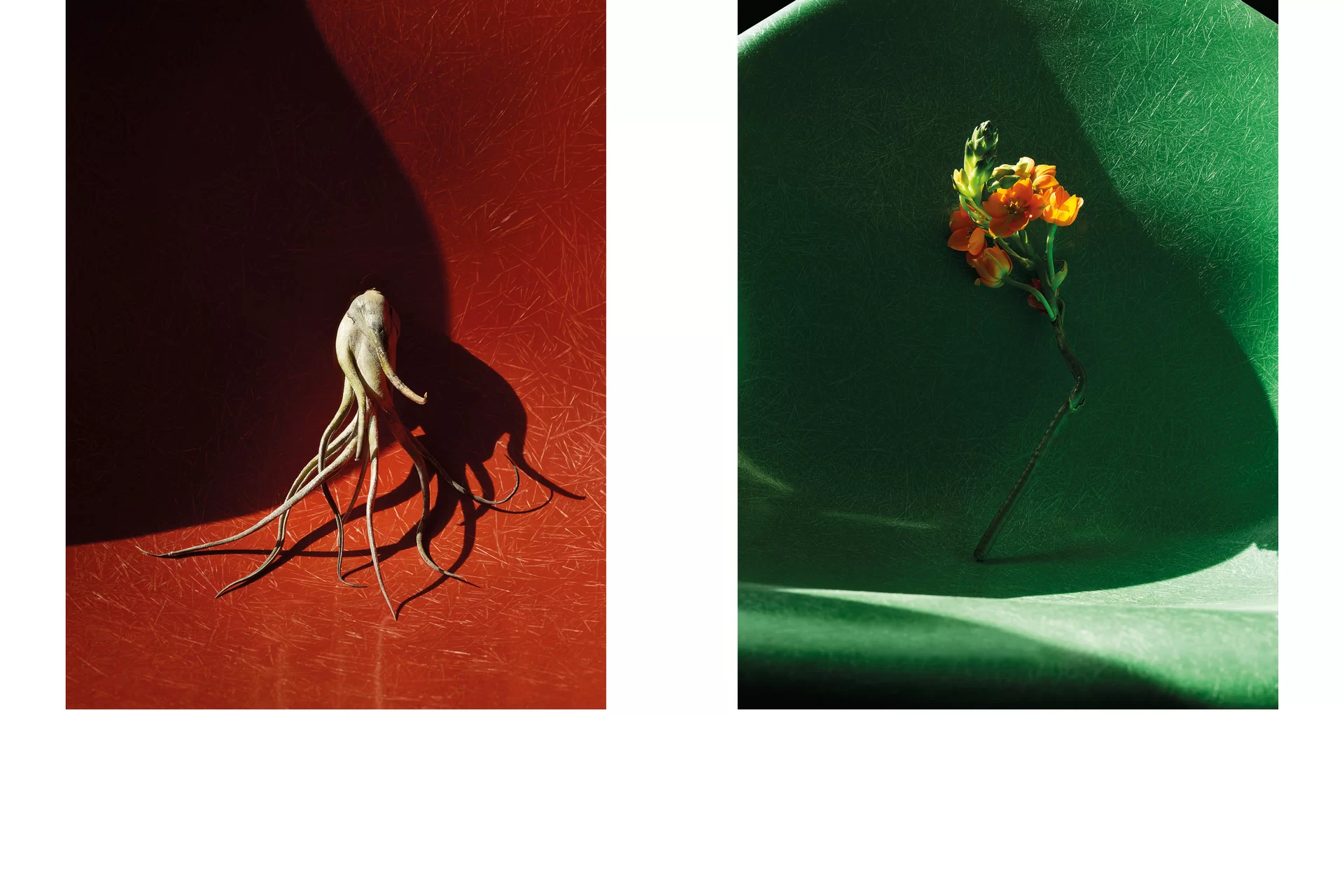 MJR Melanie JeanRichard Blühende Fantasie Mediterran Floristin Blumen Blumenwelt Angepasstes Branding Plakat Cover Print Swiss Grafikdesign Art Direction Creative Direction Fotografie Illustration Bunt Farbig Bildkomposition