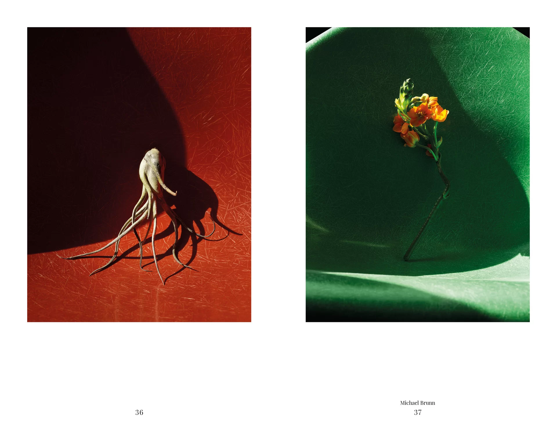 MJR Melanie JeanRichard Blühende Fantasie Mediterran Floristin Blumen Blumenwelt Angepasstes Branding Plakat Cover Print Swiss Grafikdesign Art Direction Creative Direction Fotografie Illustration Bunt Farbig Bildkomposition