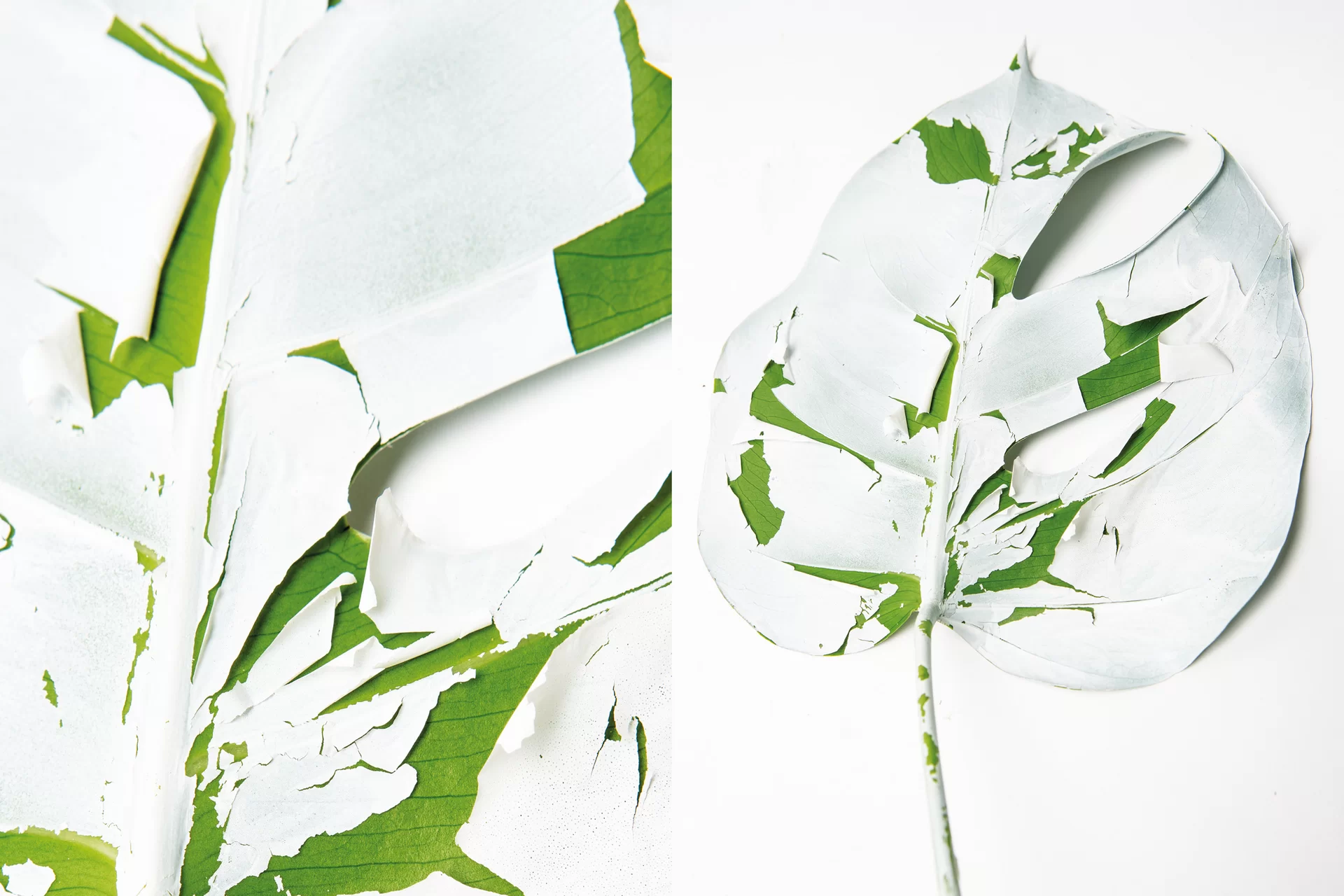 MJR Melanie JeanRichard Blühende Fantasie Mediterran Floristin Blumen Blumenwelt Angepasstes Branding Plakat Cover Print Swiss Grafikdesign Art Direction Creative Direction Fotografie Illustration Bunt Farbig Bildkomposition