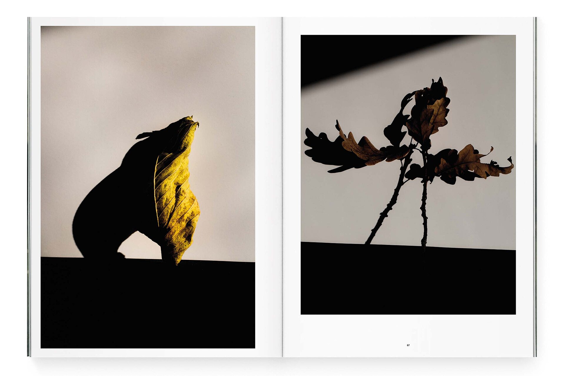 mjr magazine pages with leafs and shadows design bern