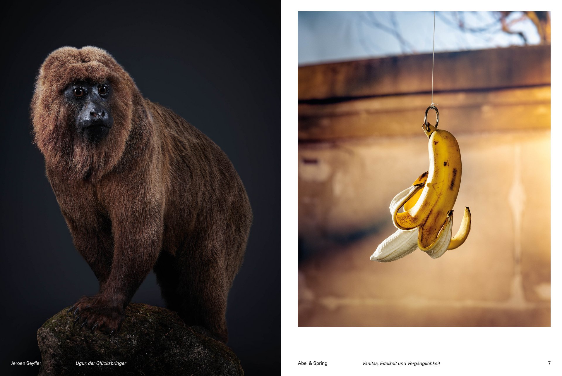 Bern Magazine Monkey Text Photography 