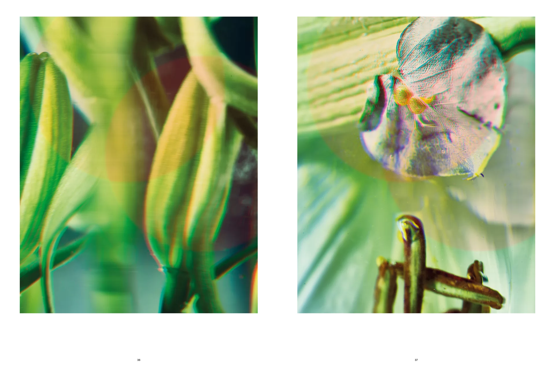 MJR Melanie JeanRichard Way of living Mediterran Floristin Blumen Blumenwelt Magazin Grossformat Kunstmagazin Kunstprojekt Inhalt Titelblatt Cover Print Swiss Grafikdesign Art Direction Creative Direction Fotografie Illustration Bunt Farbig Bildkomposition Text