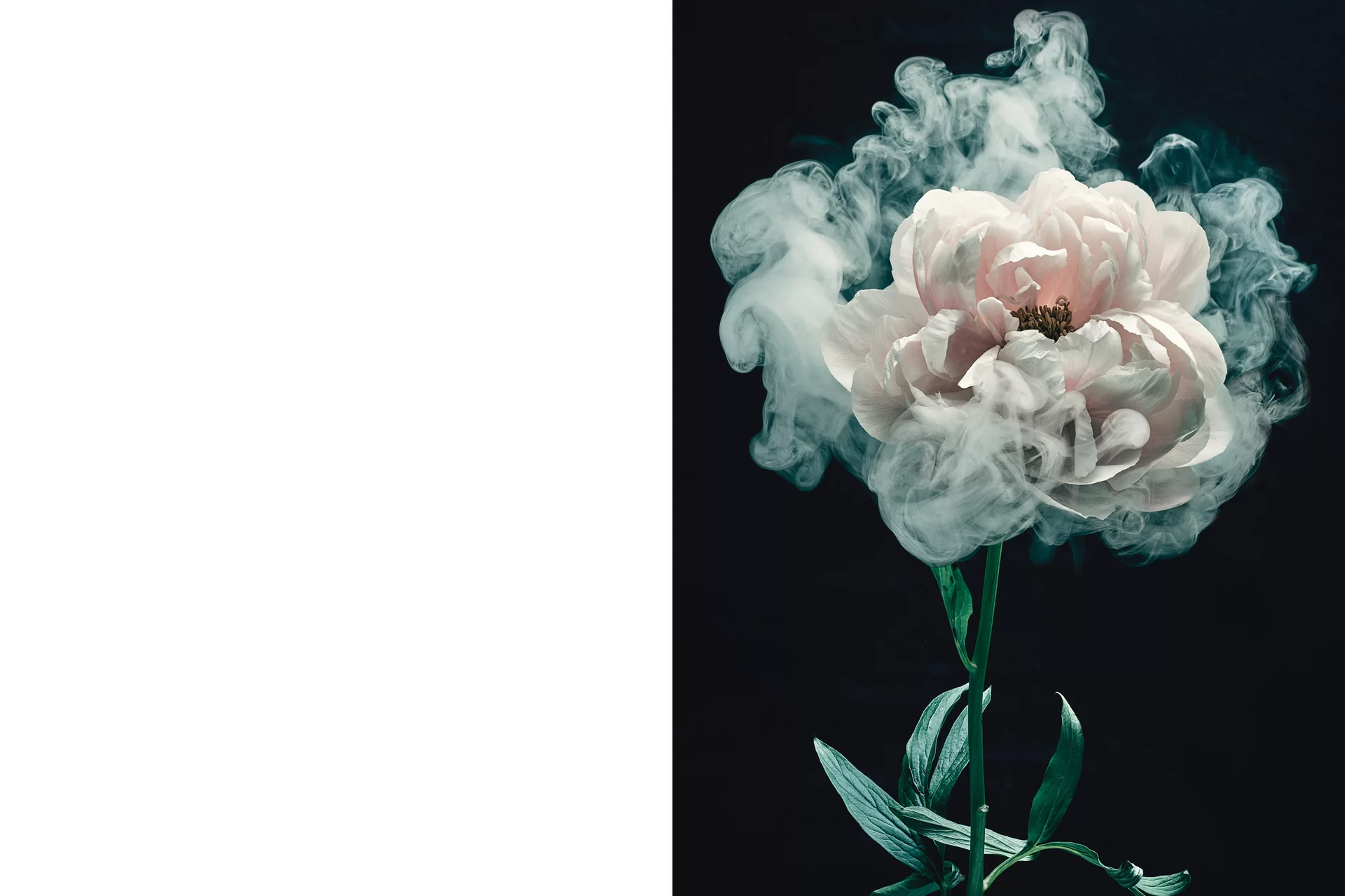 MJR Melanie JeanRichard Blühende Fantasie Mediterran Floristin Blumen Blumenwelt Angepasstes Branding Plakat Cover Print Swiss Grafikdesign Art Direction Creative Direction Fotografie Illustration Bunt Farbig Bildkomposition