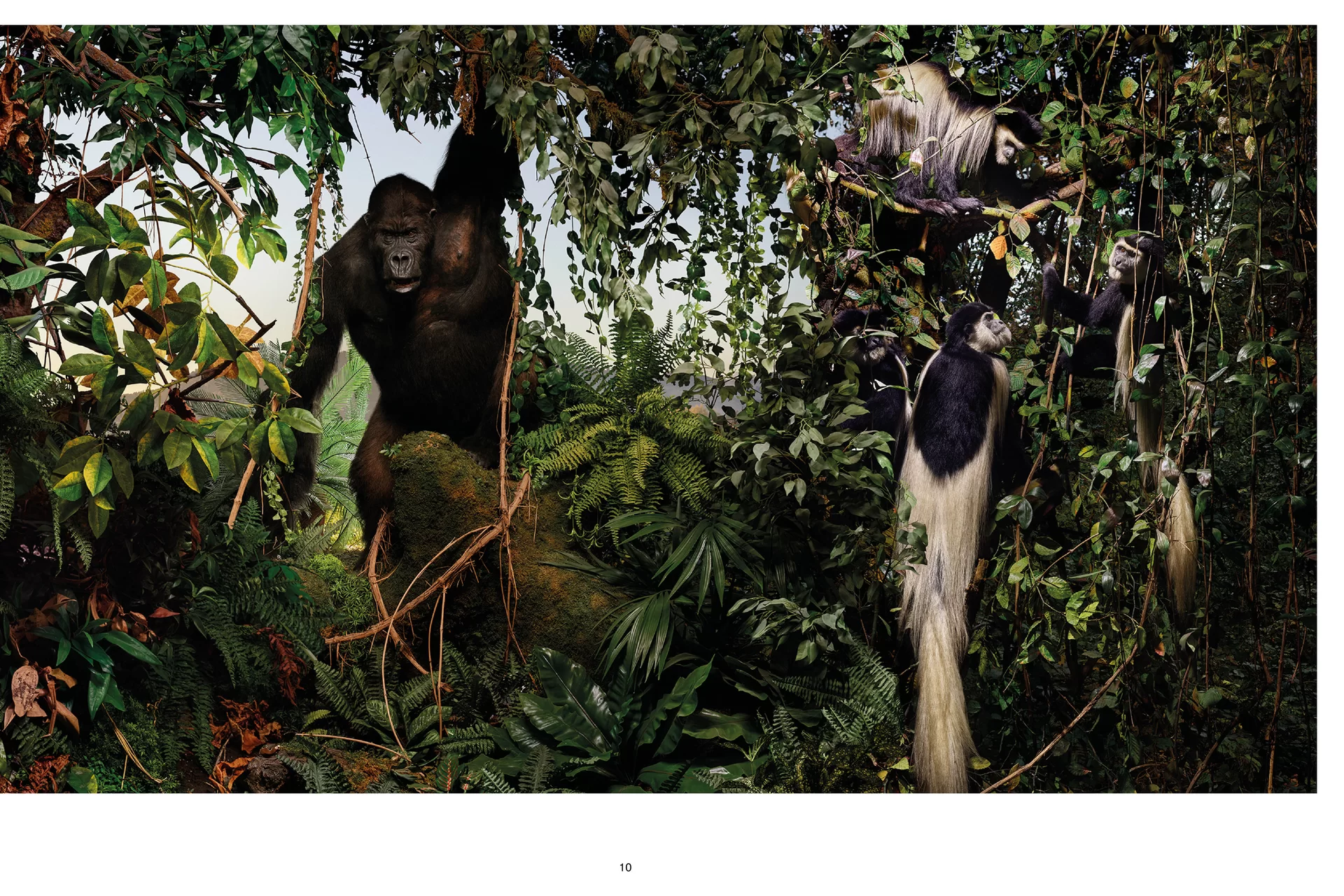 Burgerliche Ersparniskasse Bern Affen Dschungel Magazin Inhalt Fotografie