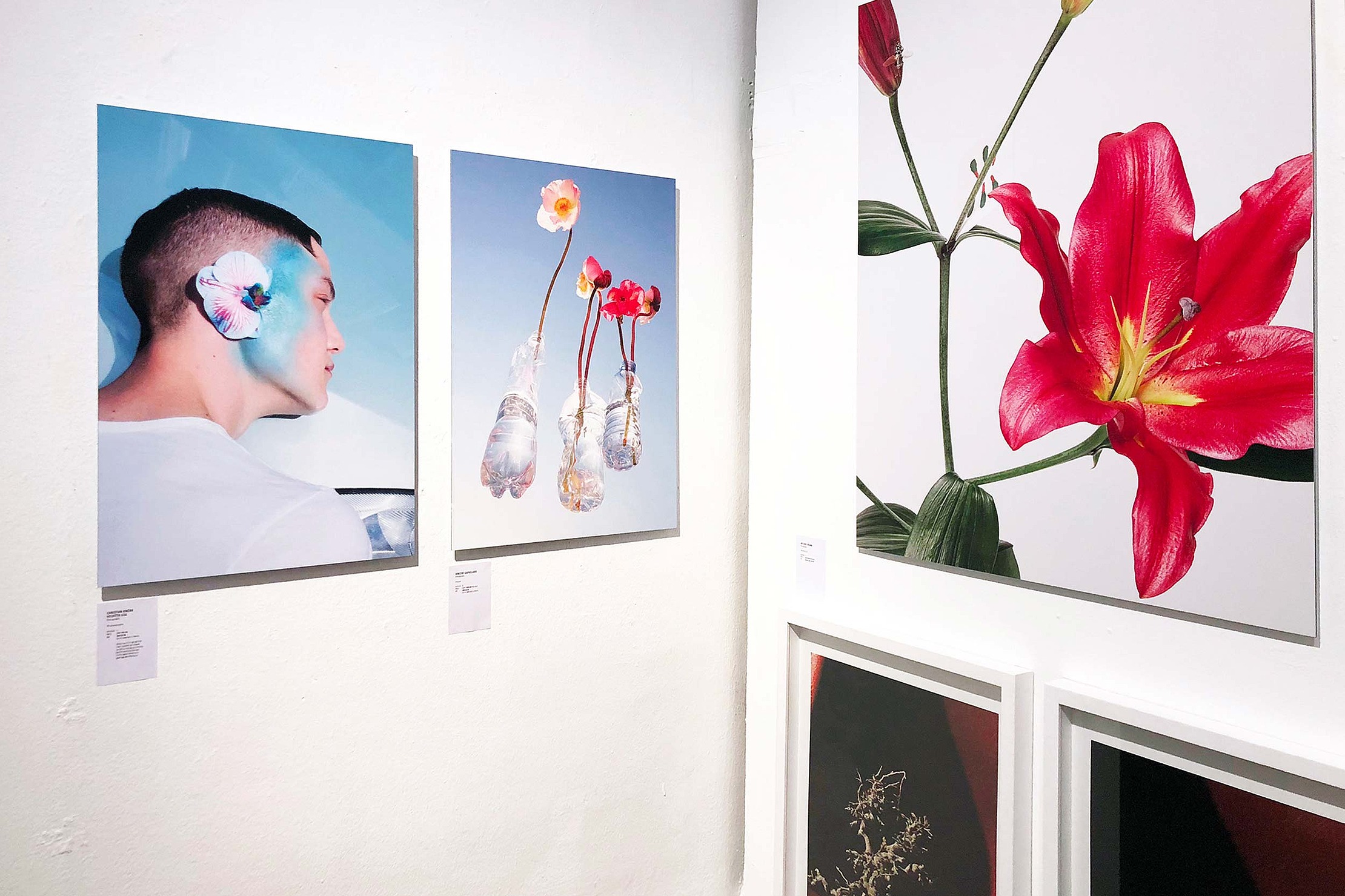 Melanie JeanRichard ausstellung bilder blumen branding bern