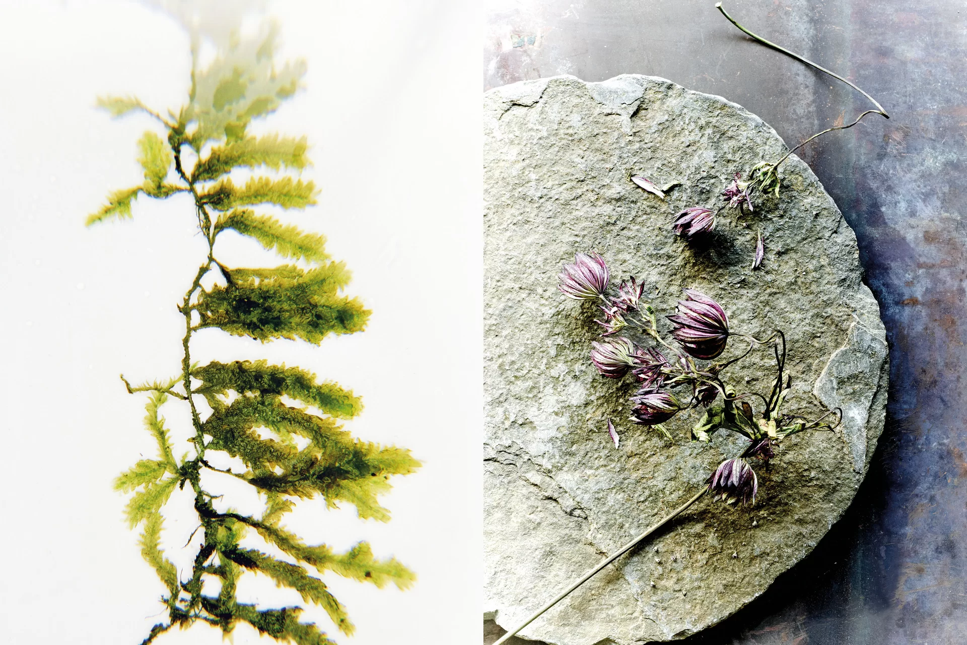 MJR Melanie JeanRichard Blühende Fantasie Mediterran Floristin Blumen Blumenwelt Angepasstes Branding Plakat Cover Print Swiss Grafikdesign Art Direction Creative Direction Fotografie Illustration Bunt Farbig Bildkomposition