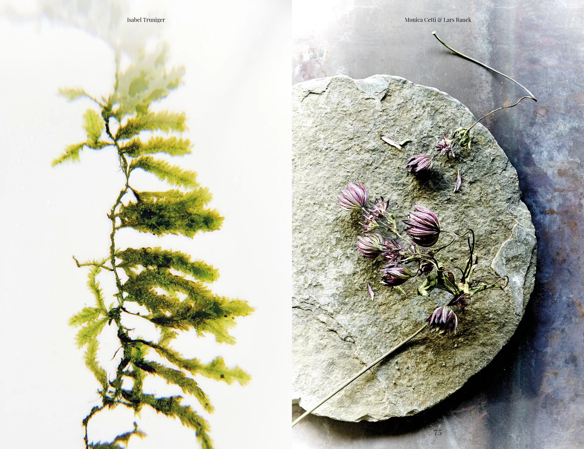MJR Melanie JeanRichard Blühende Fantasie Mediterran Floristin Blumen Blumenwelt Angepasstes Branding Plakat Cover Print Swiss Grafikdesign Art Direction Creative Direction Fotografie Illustration Bunt Farbig Bildkomposition