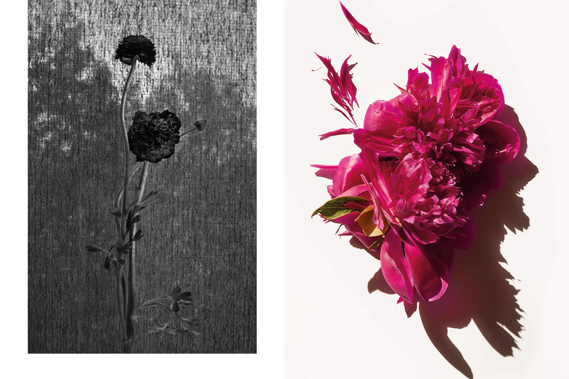 MJR Melanie JeanRichard Blühende Fantasie Mediterran Floristin Blumen Blumenwelt Angepasstes Branding Plakat Cover Print Swiss Grafikdesign Art Direction Creative Direction Fotografie Illustration Bunt Farbig Bildkomposition