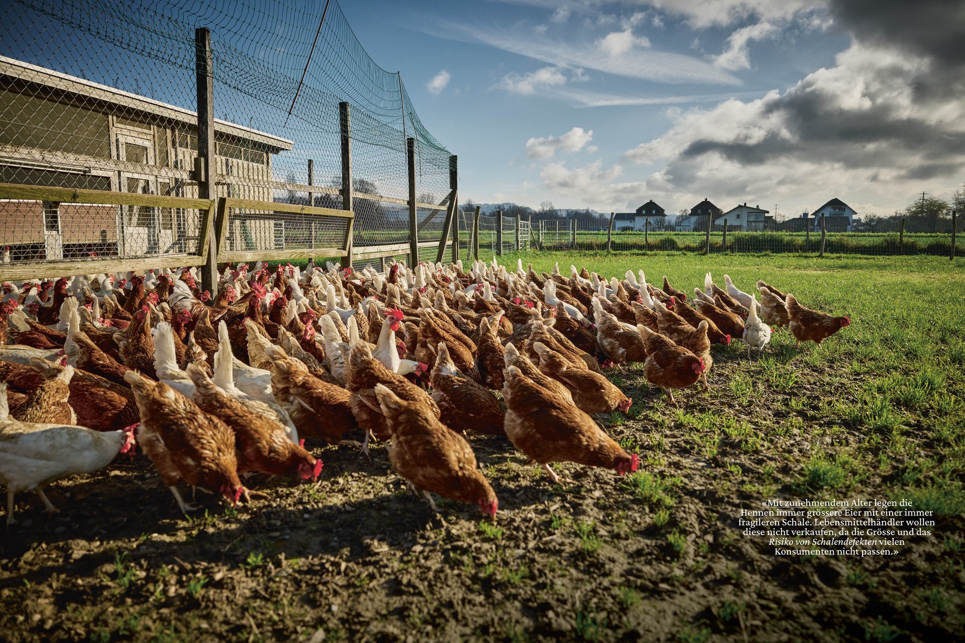 [Translate to English:] Schweizer Bauer Magazin Landwirtschaft Plakat Mobile Print Webseite Gestaltungskonzept Art Direction Creative Direction Fotografie Illustration Bunt Text Typographie Bildkomposition Essen  