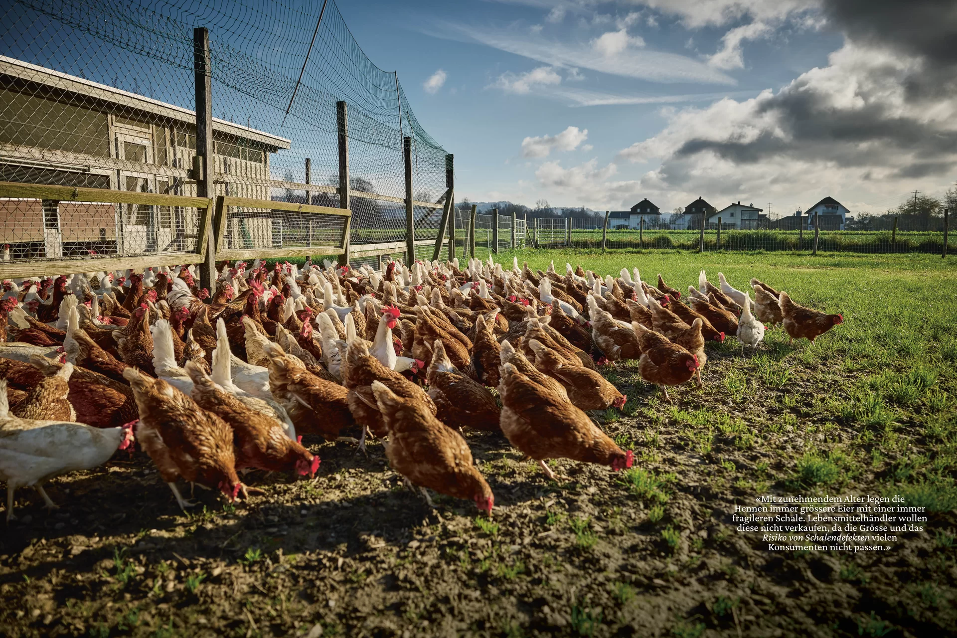 Schweizer Bauer Magazin Landwirtschaft Plakat Mobile Print Webseite Gestaltungskonzept Art Direction Creative Direction Fotografie Illustration Bunt Text Typographie Bildkomposition Essen  