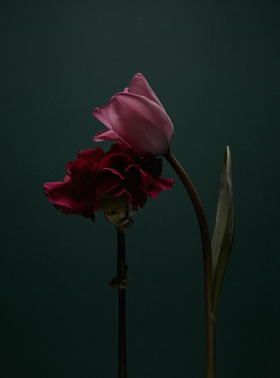 flower dark mjr design bern