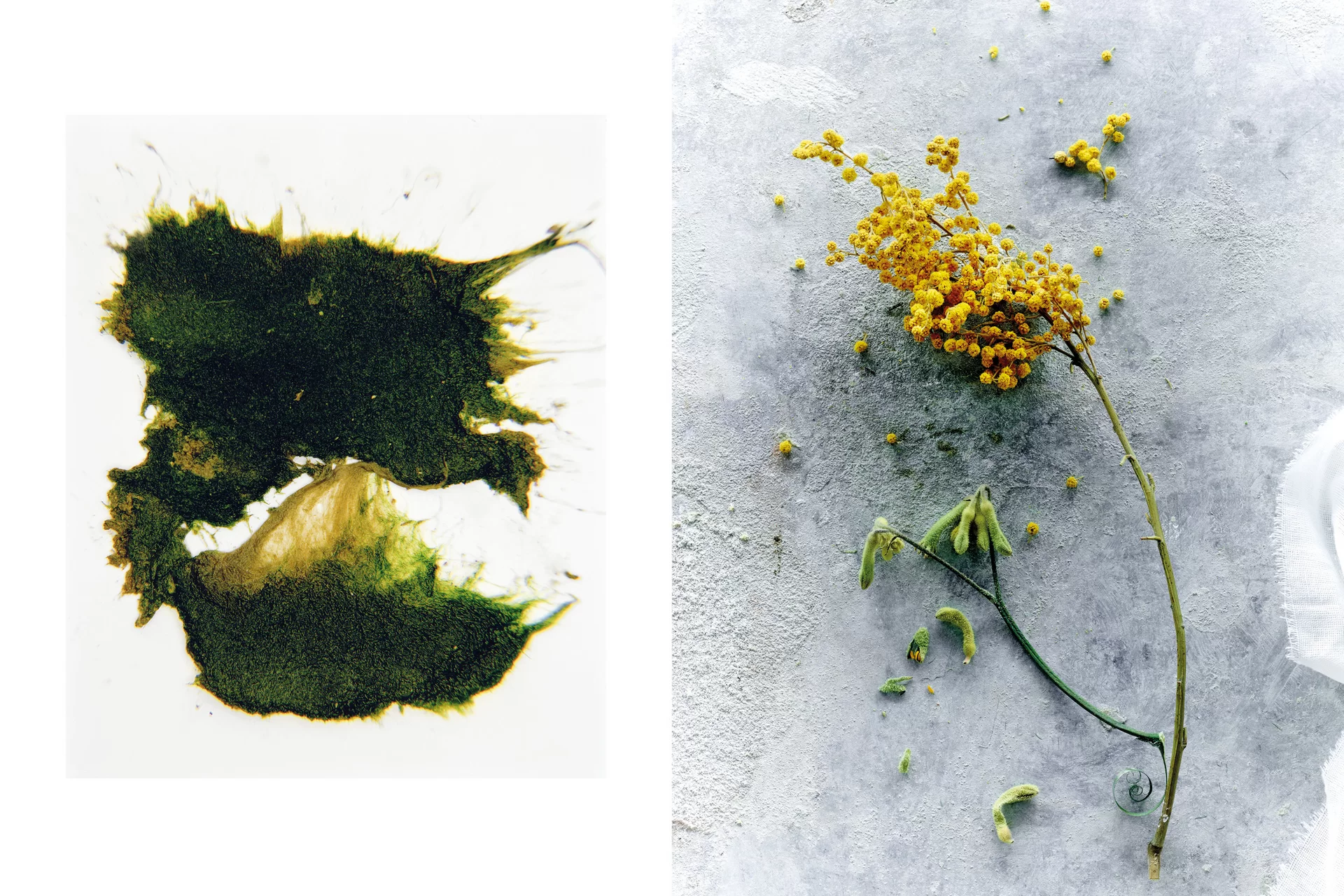 MJR Melanie JeanRichard Blühende Fantasie Mediterran Floristin Blumen Blumenwelt Angepasstes Branding Plakat Cover Print Swiss Grafikdesign Art Direction Creative Direction Fotografie Illustration Bunt Farbig Bildkomposition