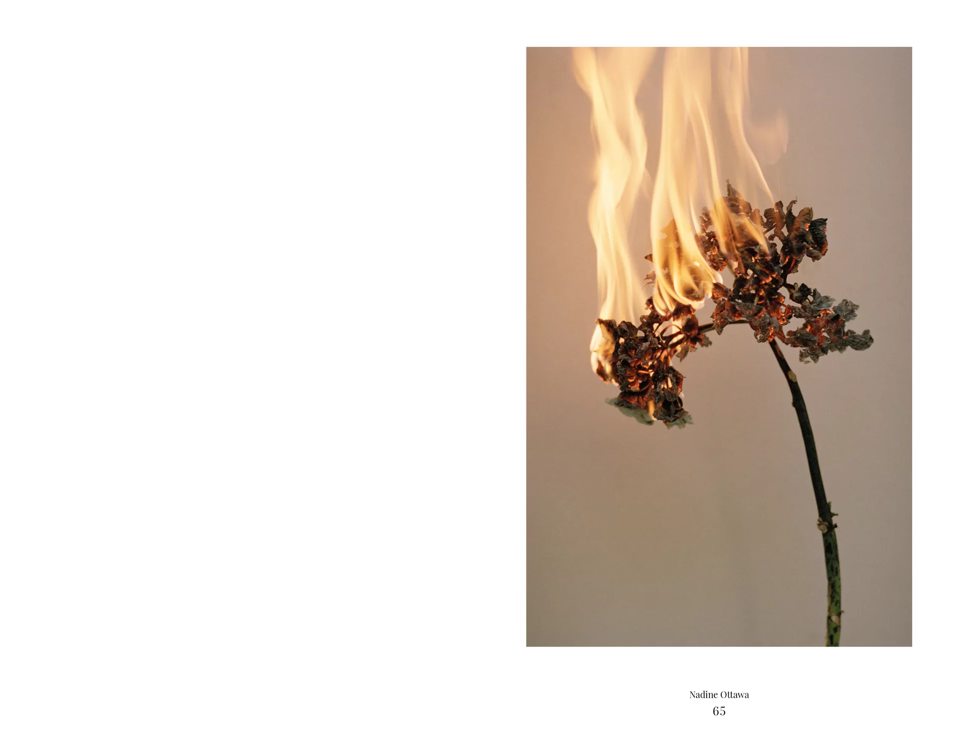 MJR Melanie JeanRichard Blühende Fantasie Mediterran Floristin Blumen Blumenwelt Angepasstes Branding Plakat Cover Print Swiss Grafikdesign Art Direction Creative Direction Fotografie Illustration Bunt Farbig Bildkomposition