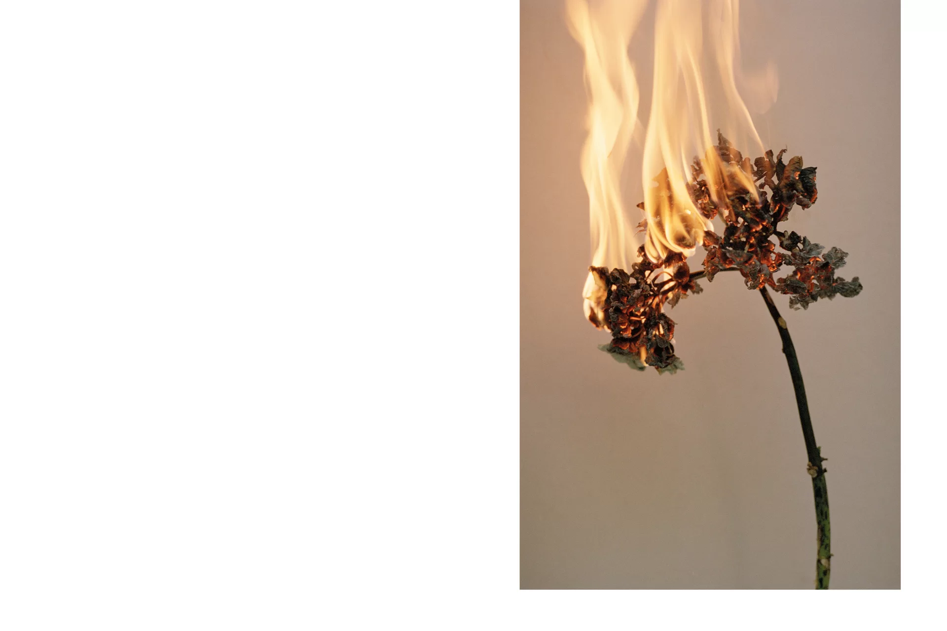 MJR Melanie JeanRichard Blühende Fantasie Mediterran Floristin Blumen Blumenwelt Angepasstes Branding Plakat Cover Print Swiss Grafikdesign Art Direction Creative Direction Fotografie Illustration Bunt Farbig Bildkomposition